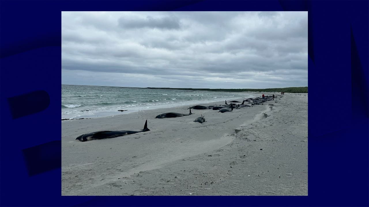 12 dauphins survivants d'un échouage massif finalement euthanasiés