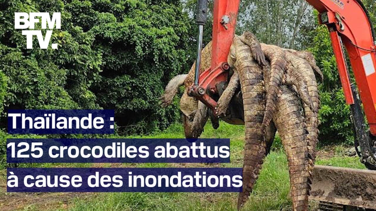 125 crocodiles du Siam, en Thaïlande, ont été abattus par leur éleveur à cause des crues