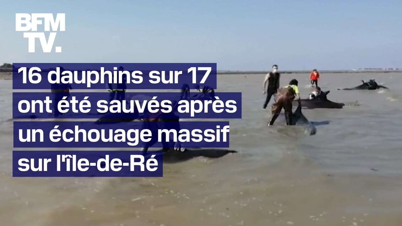 16 dauphins sur 17 ont été sauvés après un échouage massif sur l'île-de-Ré