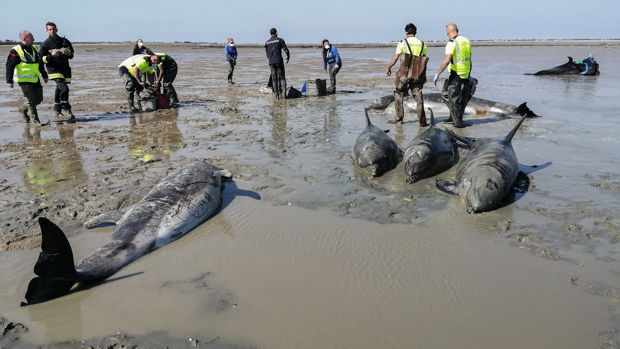 17 dauphins échoués sur une plage sauvés à l'issue d'une vaste opération