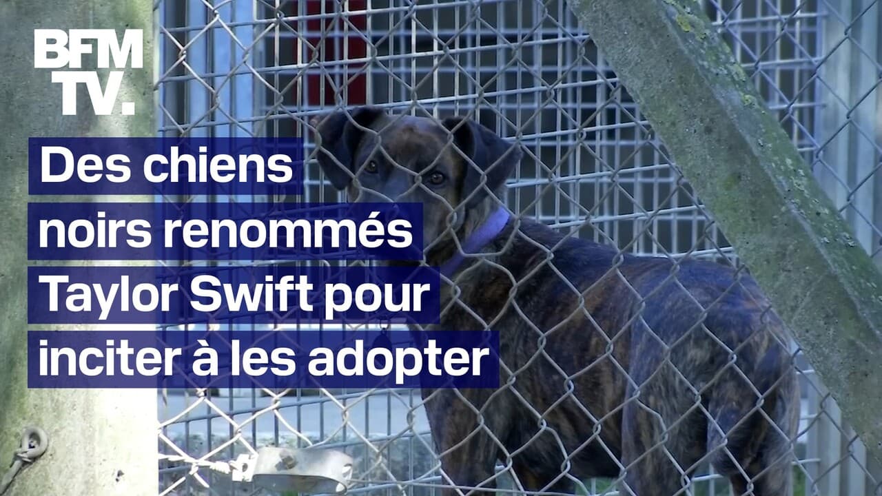 Pour inciter à adopter des chiens noirs, une association les renomme Taylor Swift