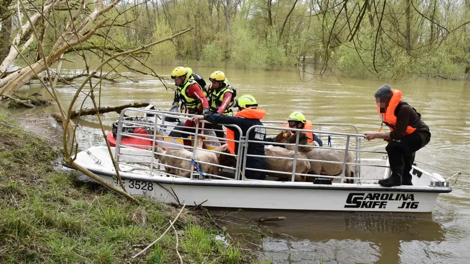 250 moutons piégés sur un îlot dans le Loiret, plus de 20 pompiers mobilisés pour les évacuer
