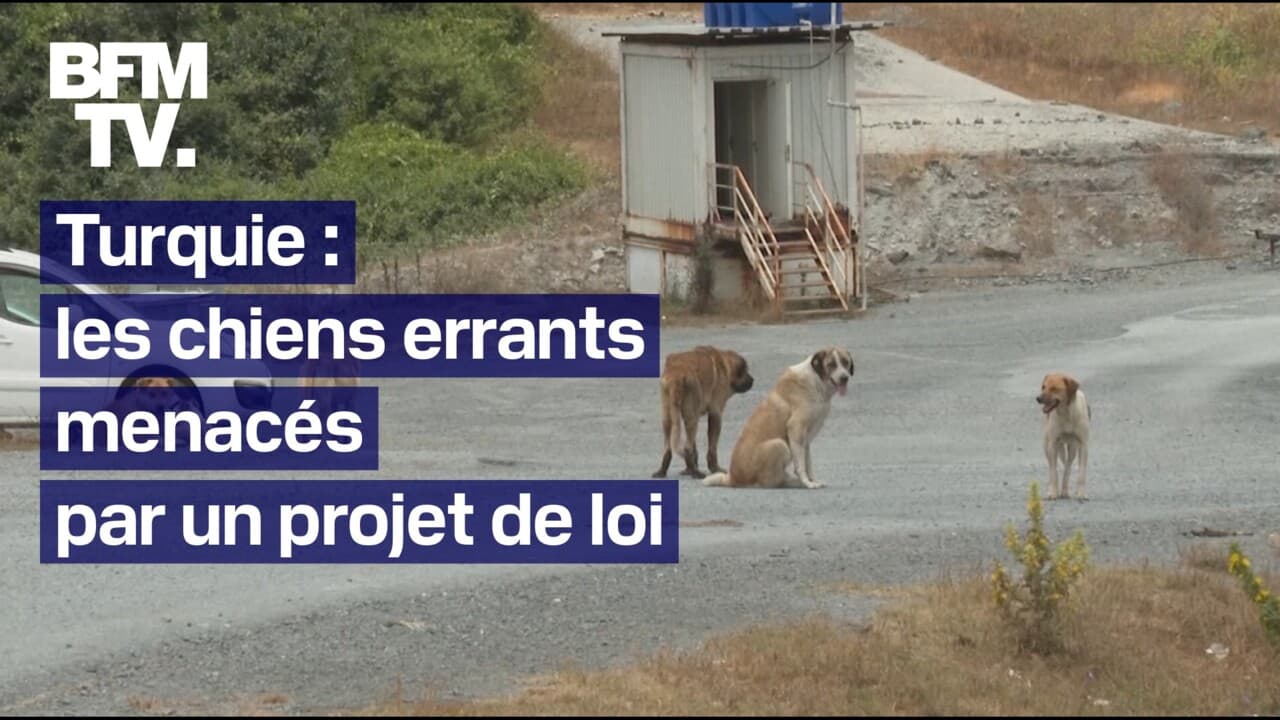 4 millions de chiens errants sont menacés d’enfermement ou d’euthanasie par un projet de loi en Turquie