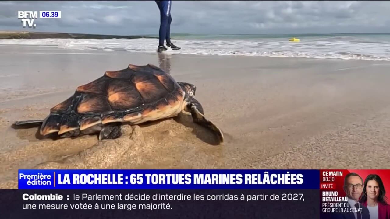 65 tortues marines retrouvent l'océan après avoir été soignées