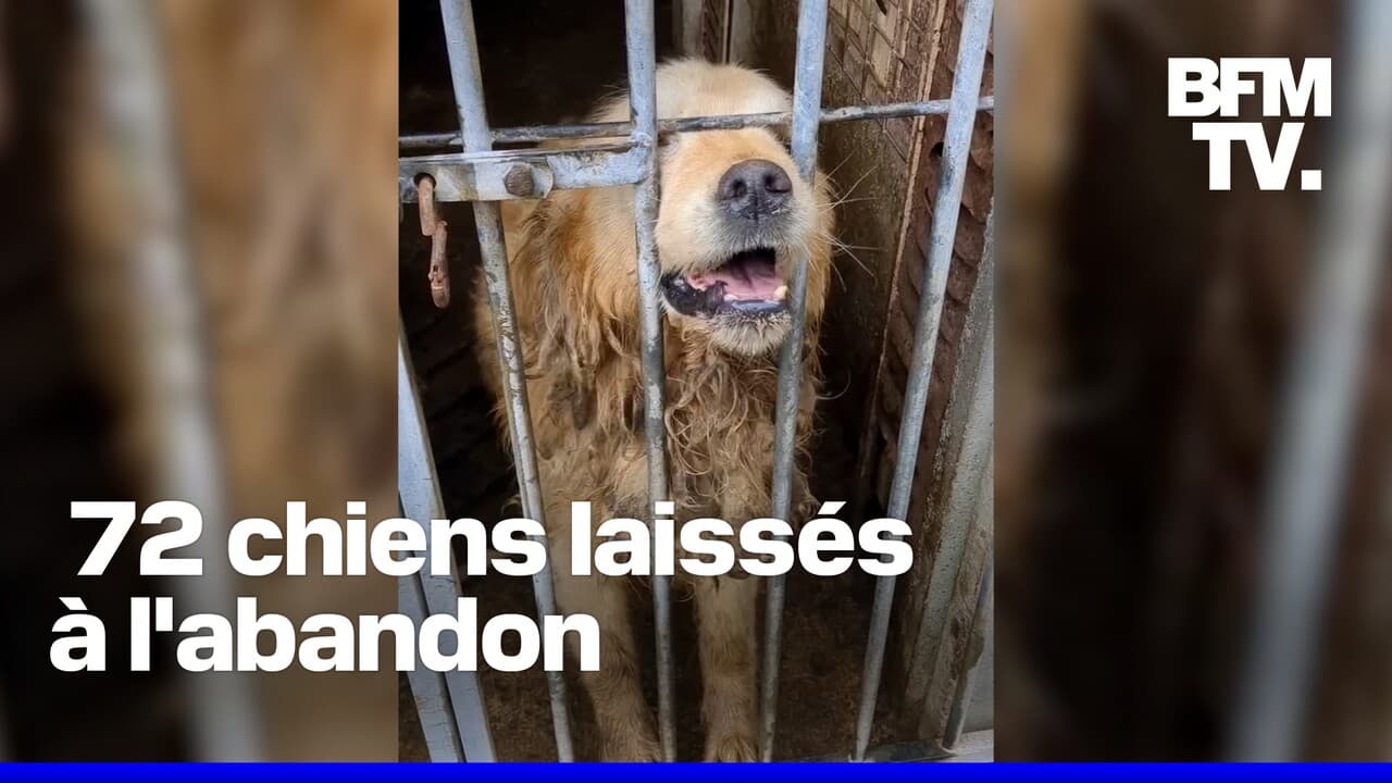 72 chiens livrés à eux-mêmes dans un élevage à l'abandon ont été secourus