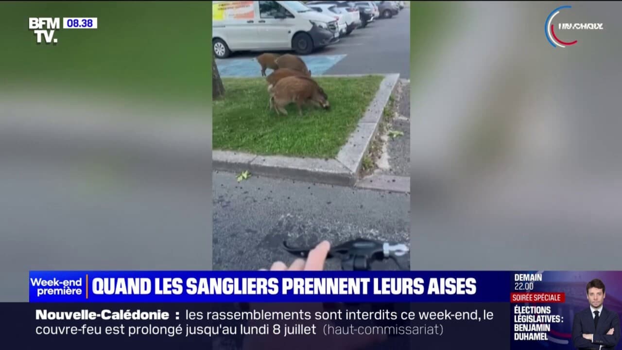 À Mimizan, un groupe de marcassins a pris ses aises et déambule régulièrement en plein centre-ville