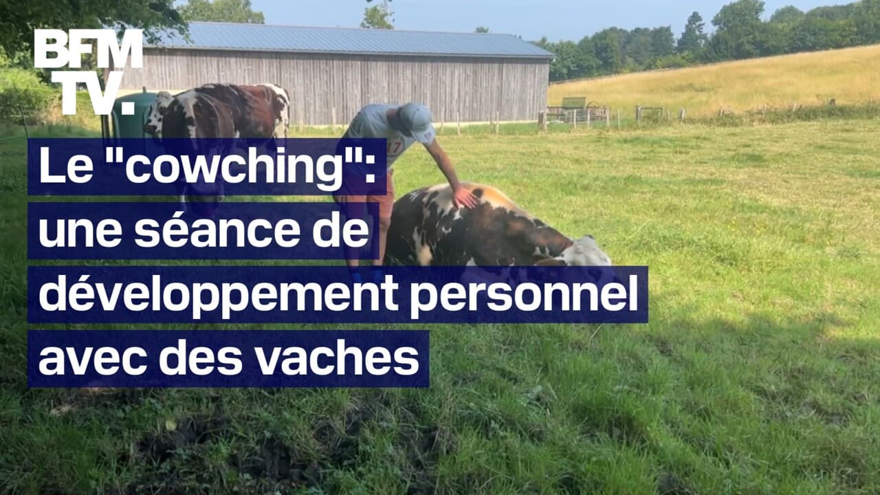 À la découverte du "cowching", un cours de développement personnel avec des vaches