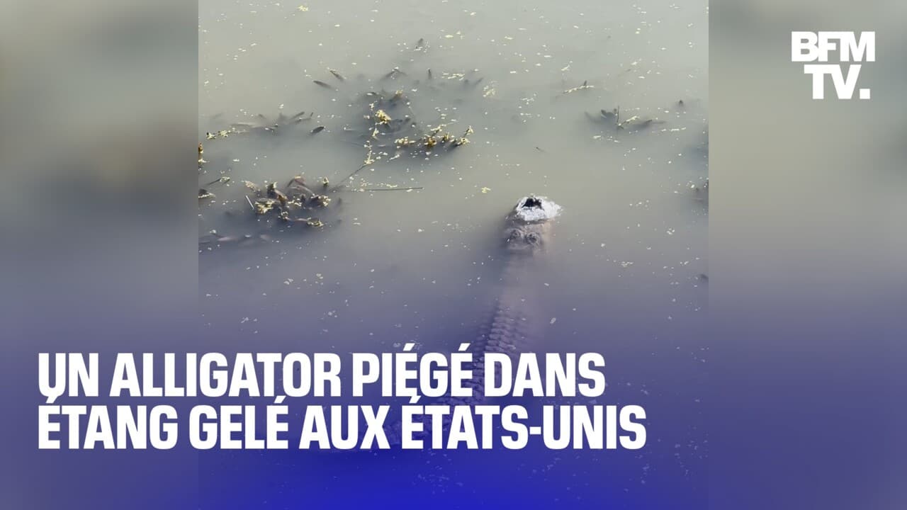 Aux États-Unis, un alligator survit dans un étang gelé