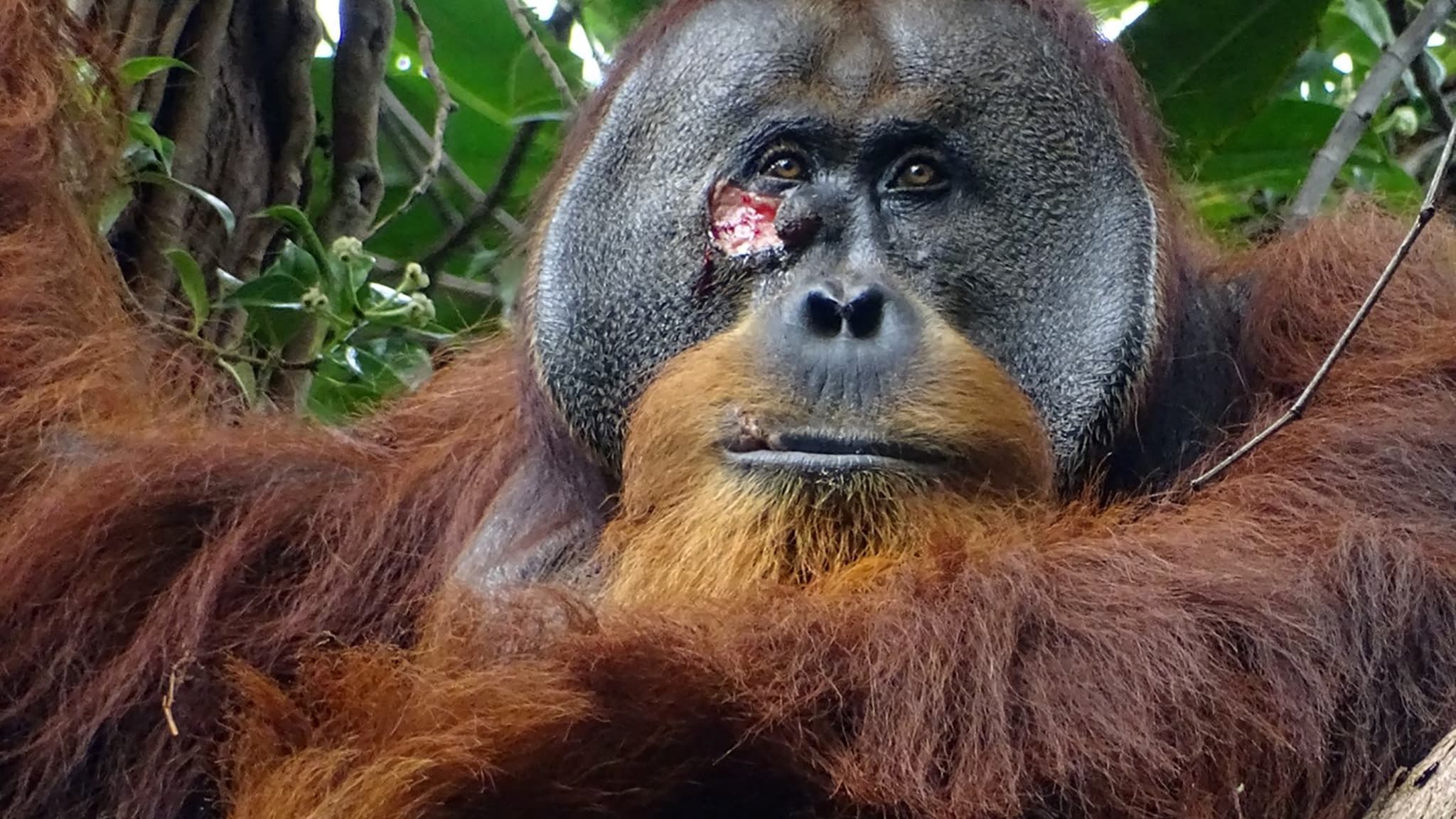 Blessé, un orang-outang se fait un pansement à l'aide de plantes médicinales, une première