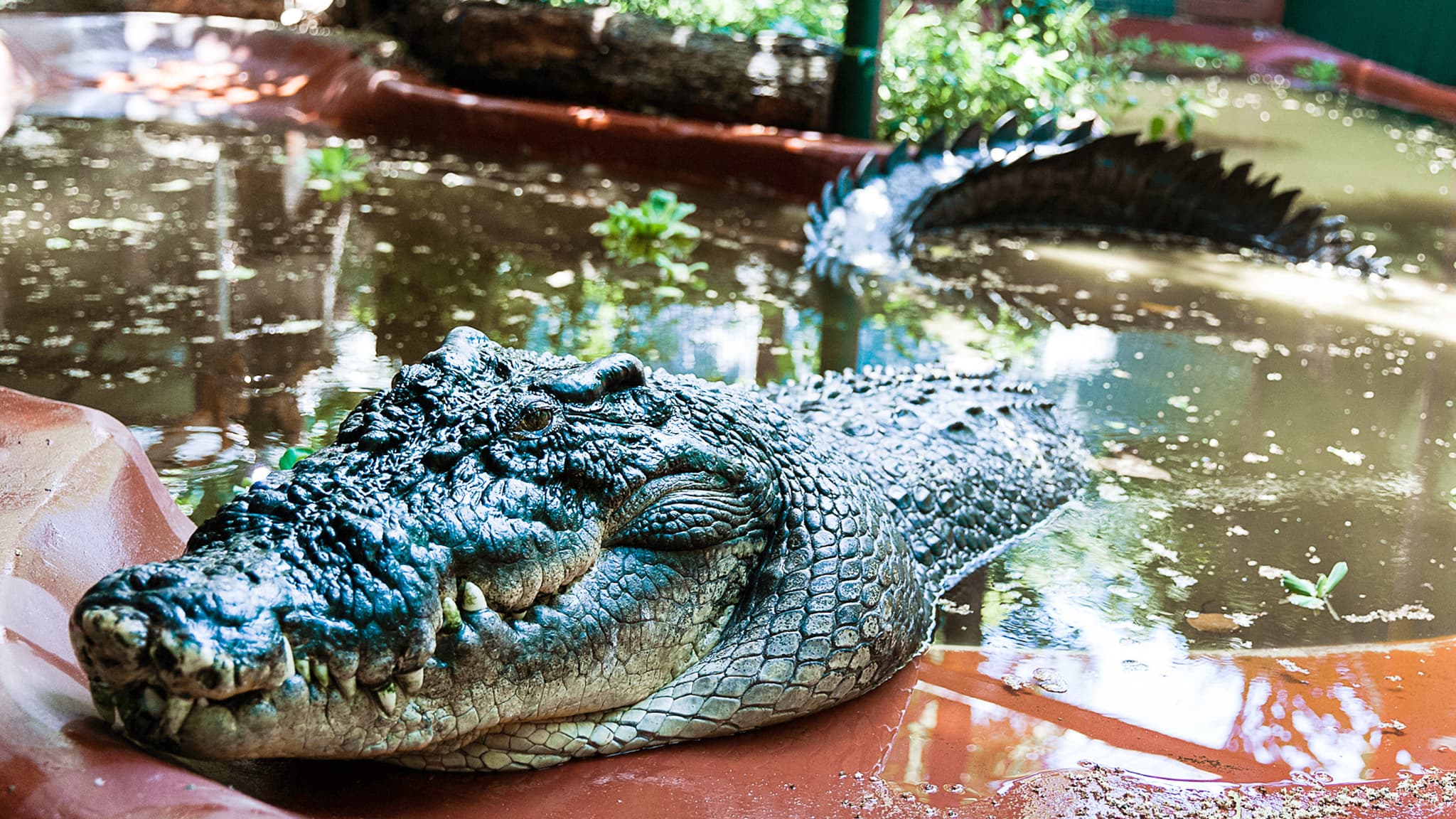 Cassius, le plus grand crocodile en captivité du monde, est mort