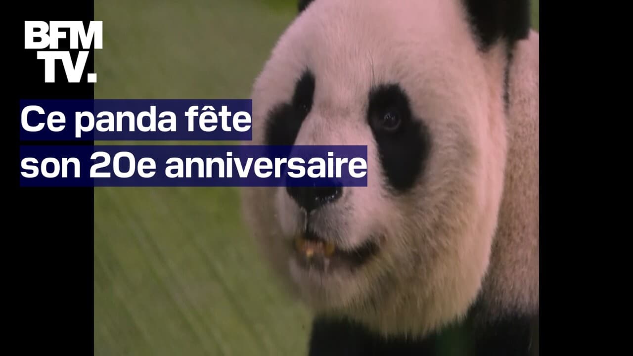 Ce panda du zoo de Taipei fête ses 20 ans avec un gâteau de fruits et de bambous