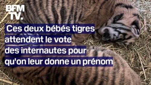 Ces deux bébés tigres attendent le vote des internautes pour qu’on leur donne un prénom
