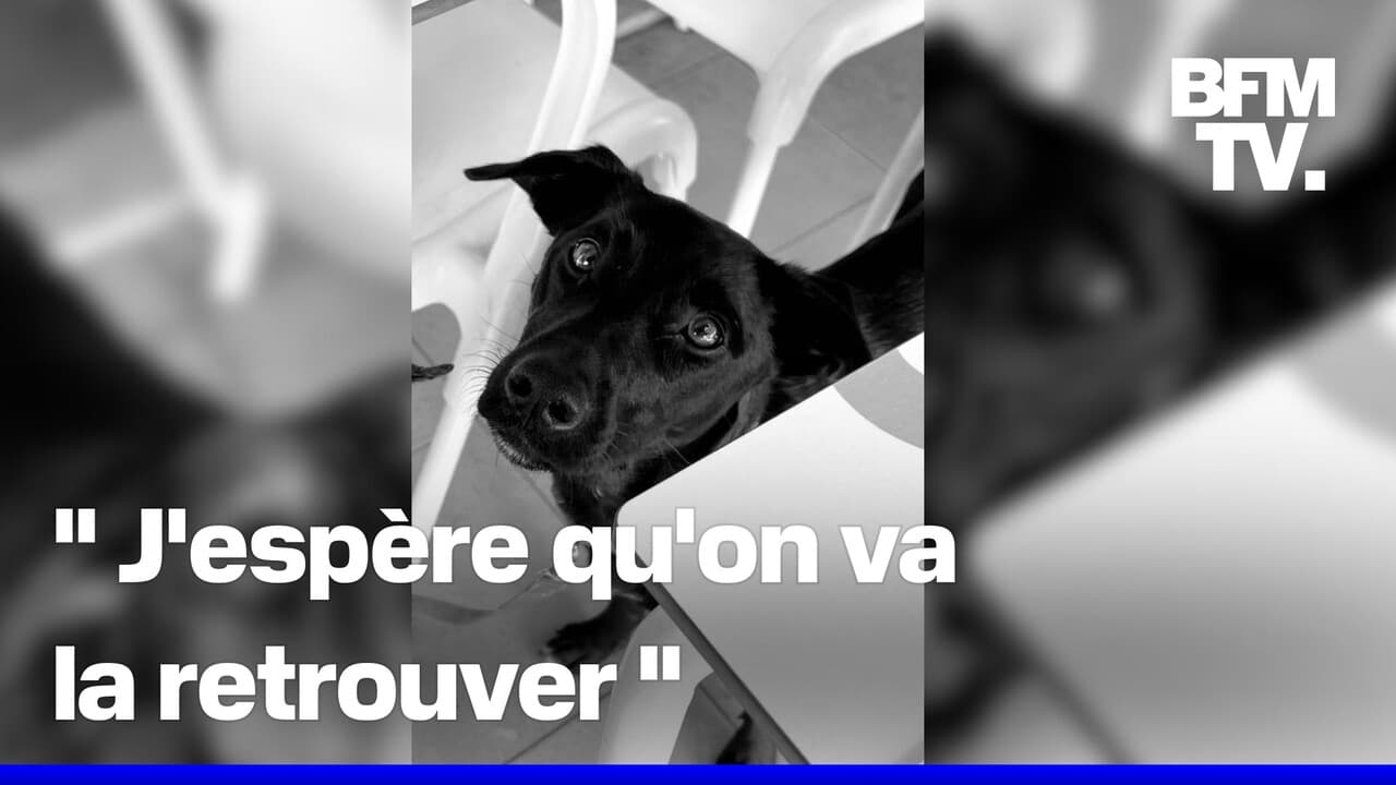 Cette touriste cherche sa chienne perdue à l'aéroport de Roissy