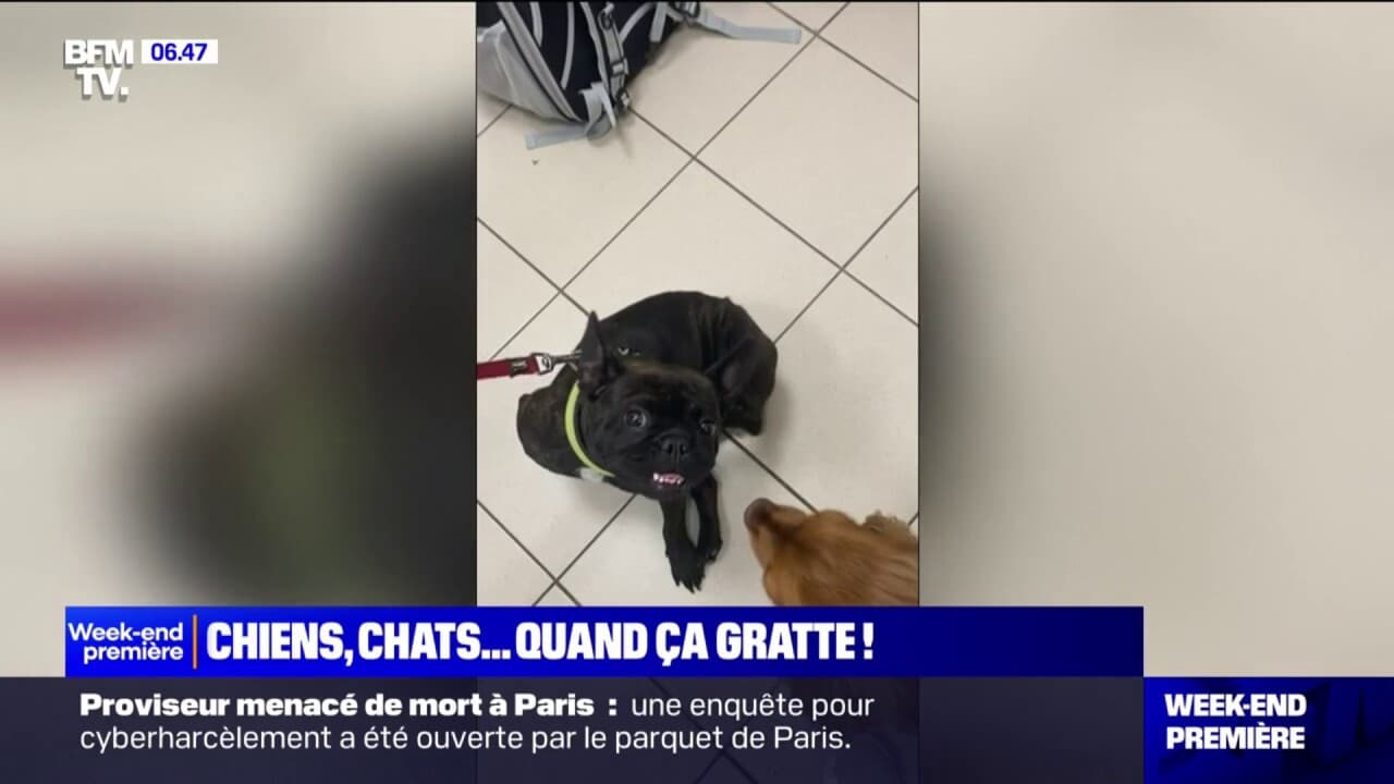 Chiens, chats... Comment se débarrasser des puces?