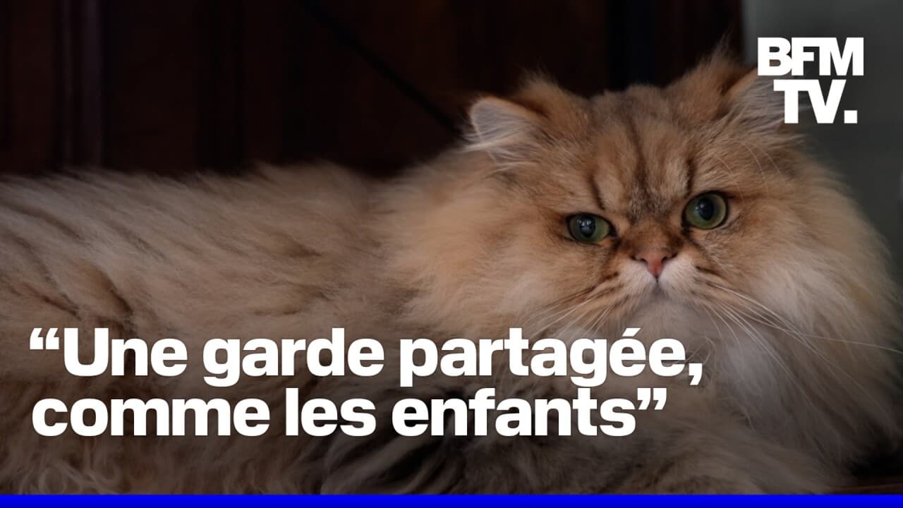 Chiens, chats… La garde alternée est-elle la meilleure solution en cas de séparation d’un couple?