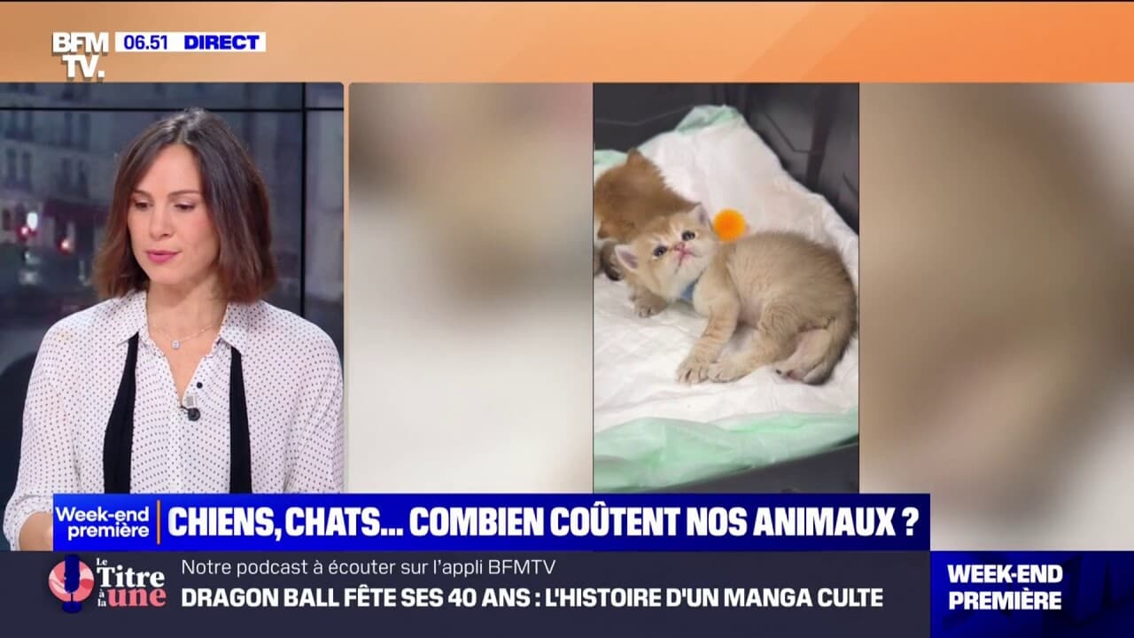 Chiens et chats: combien coûtent nos animaux?