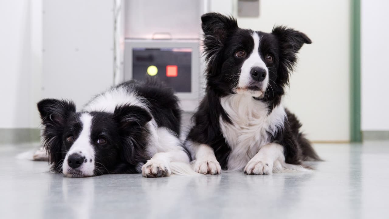 Chiens et humains peuvent-il communiquer par un bouton-poussoir? Ce que dit une nouvelle étude