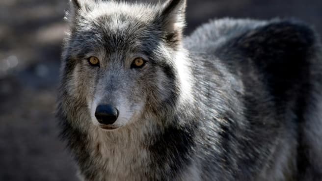 Chiens, moutons... Les attaques de loups se multiplient dans les Alpes, les habitants demandent une régulation