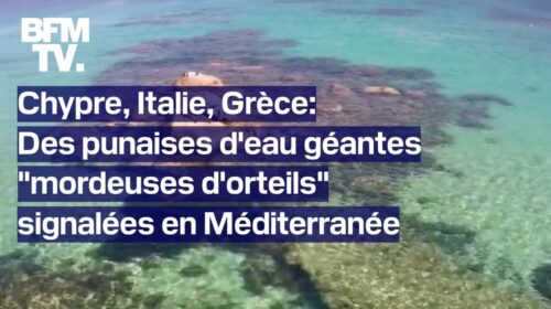 Chypre, Italie, Grèce: des punaises d'eau géantes "