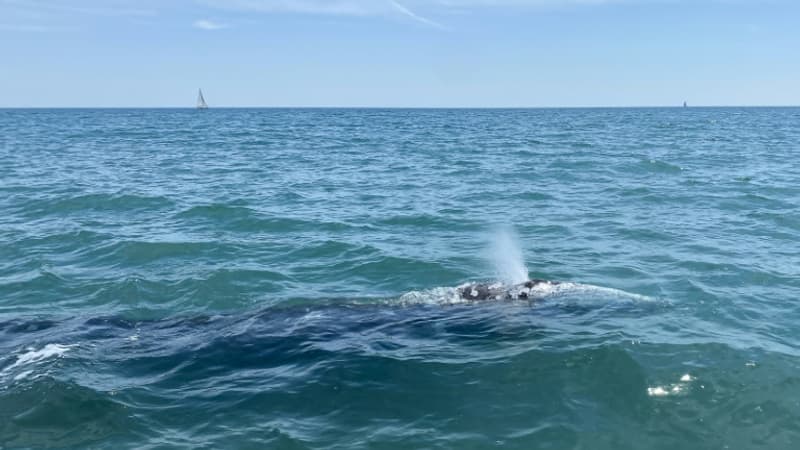 Conséquence du changement climatique, des baleines grises du Pacifique rétrécissent