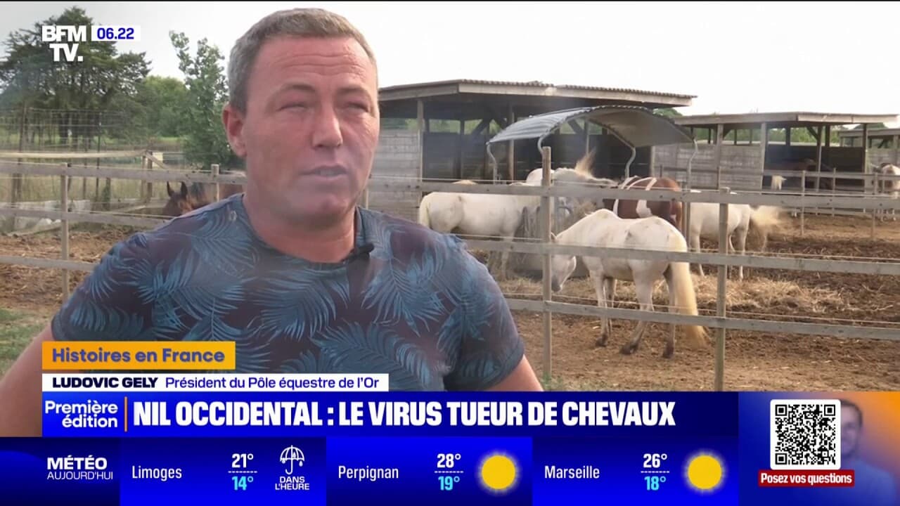 Dans l'Hérault, le virus du Nil occidental a tué deux chevaux en 10 jours