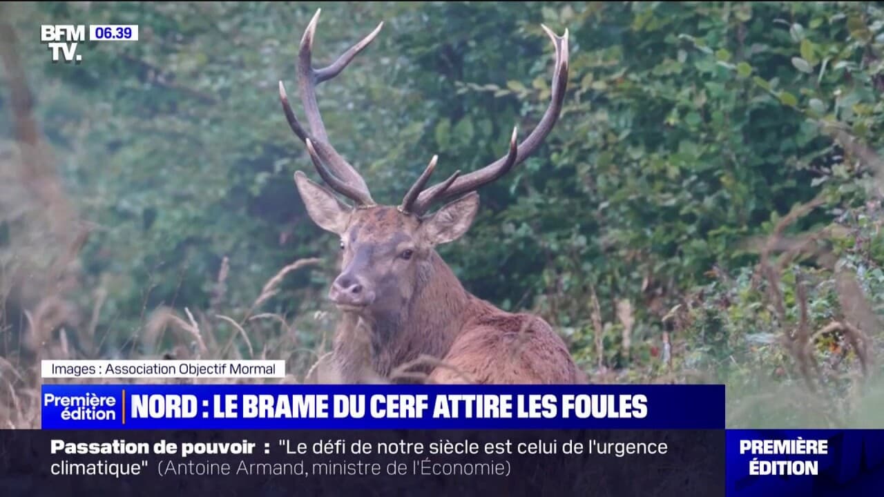 Dans la forêt de Mormal, dans le Nord, des promenades nocturnes organisées pour observer le brame des cerfs