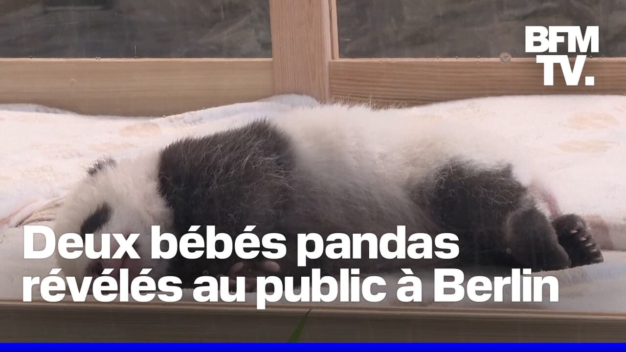 Des bébés jumeaux pandas ont été présentés au zoo de Berlin ce mercredi