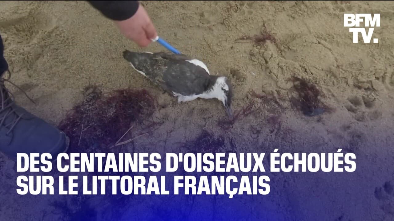 Des centaines d'oiseaux retrouvés morts sur le littoral français