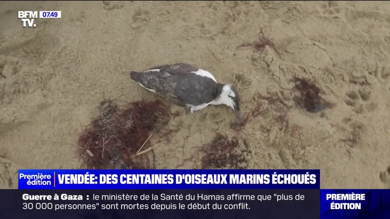 Des centaines d'oiseaux marins échoués sur les plages de Vendée