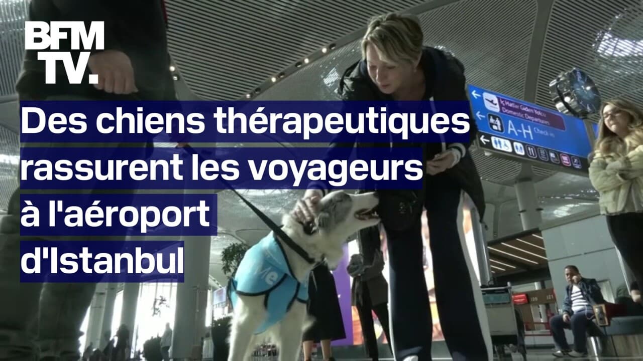 Des chiens se baladent dans l'aéroport d'Istanbul pour rassurer les passagers stressés par l'avion