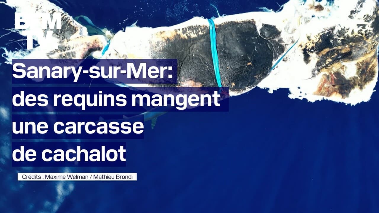 Des requins filmés au large de Sanary-sur-Mer entrain de manger une carcasse de cachalot