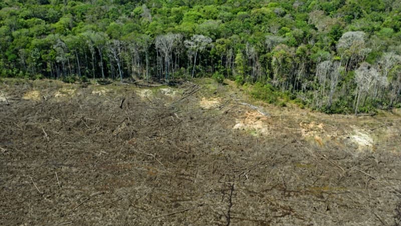 D'ici 2050 la forêt amazonienne pourrait atteindre un "point de rupture", selon une étude
