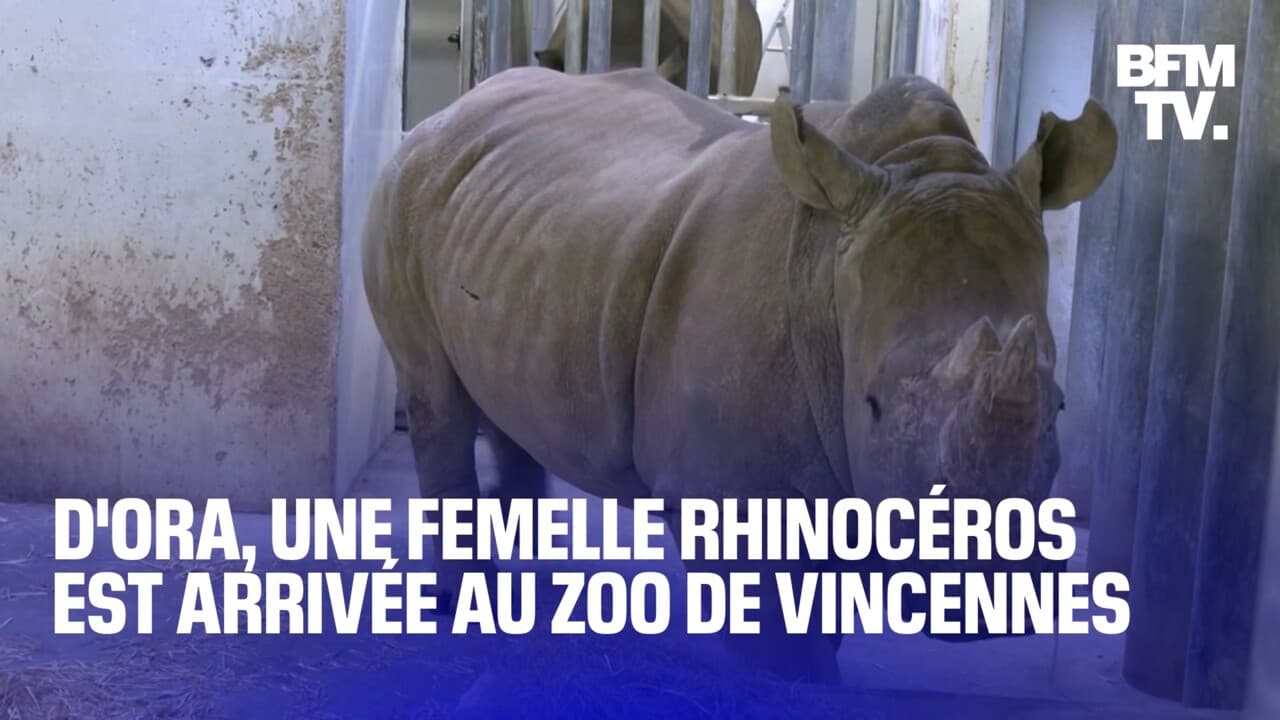 D'ora, une femelle rhinocéros blanc de trois ans, est arrivée au parc zoologique de Paris