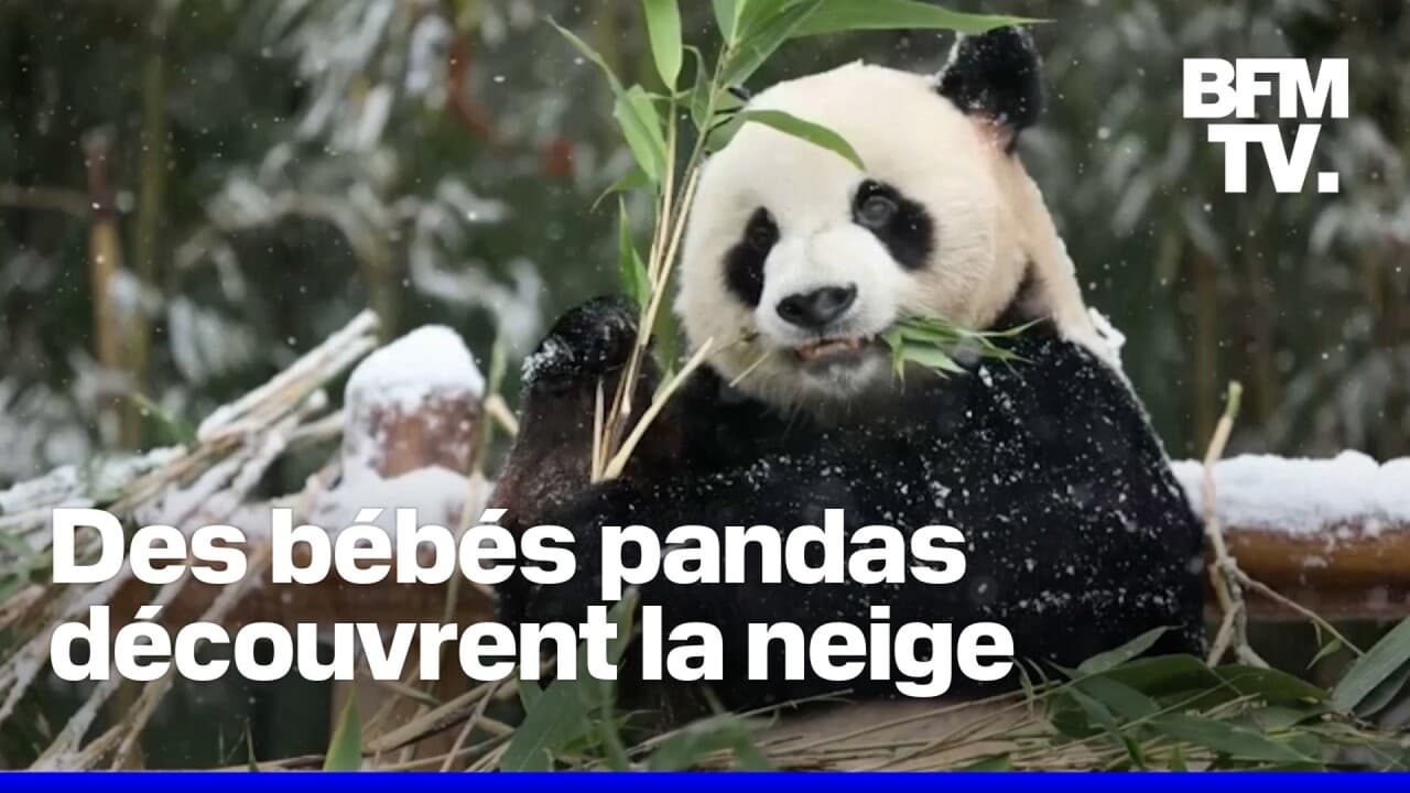 En Corée du sud, des bébés pandas découvrent la neige pour la première fois