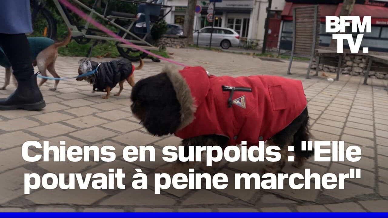 En France, 30 à 45% des chiens sont obèses