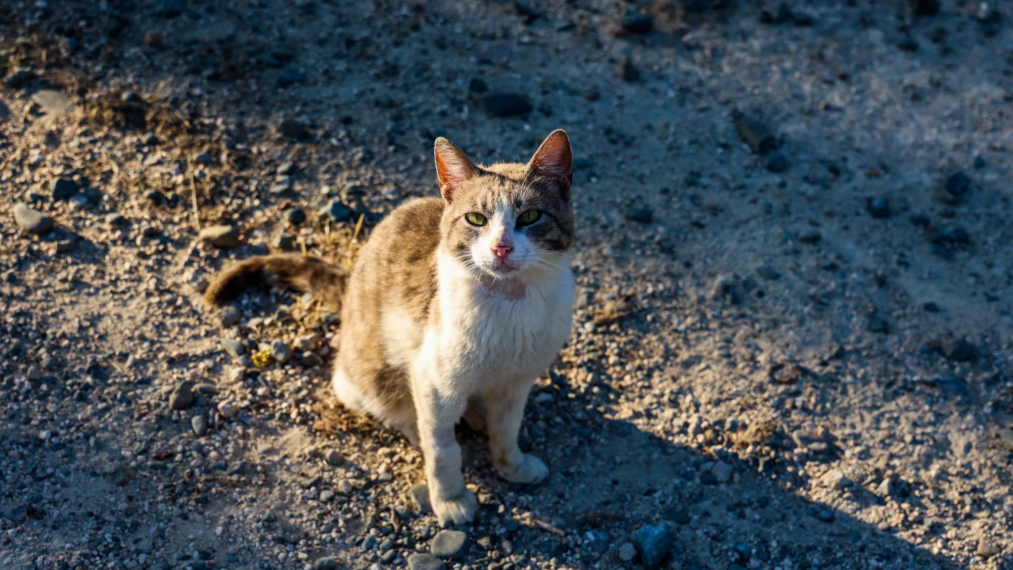 En Suisse, une association planche sur la mise en place d'un moratoire sur les chats