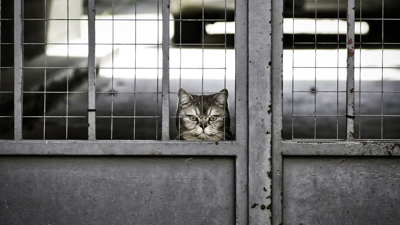 Enfermés dans un garage pendant un mois, des chats se sont dévorés entre eux