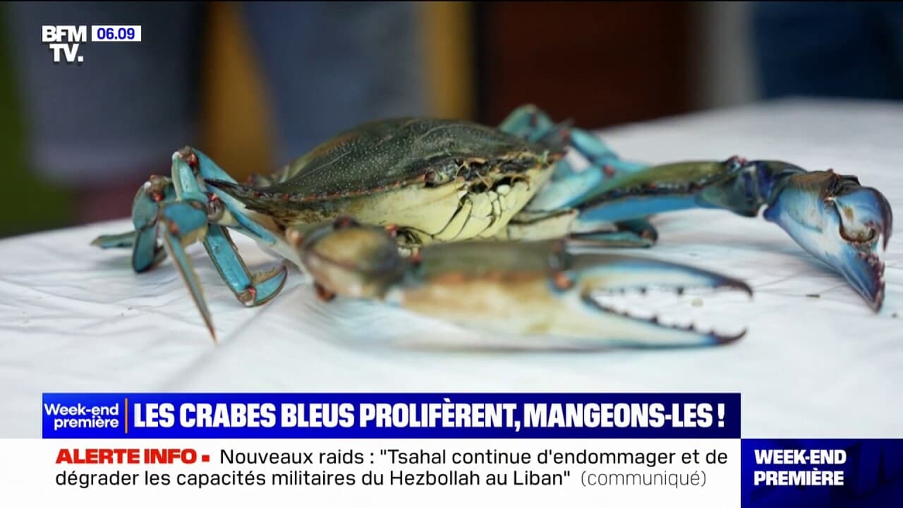 Faute de prédateurs, les crabes bleus prolifèrent et sont une menace pour les pêcheurs en Méditerranée