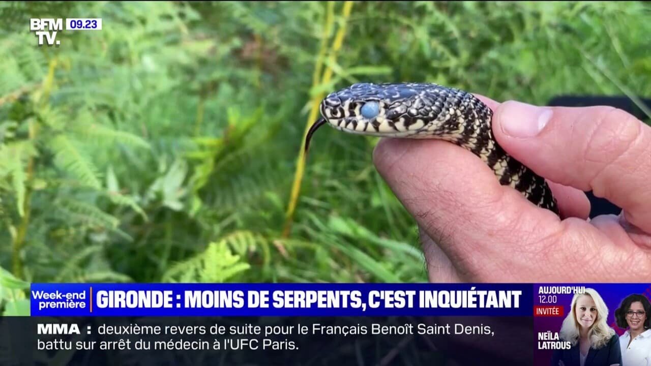 Gironde: les serpents menacés d'extinction