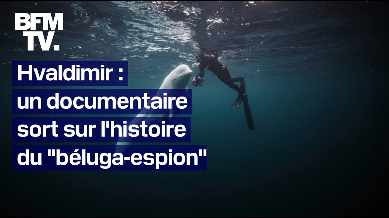 Hvaldimir, le documentaire sur l'histoire du "béluga-espion"