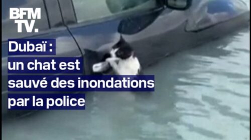 Inondations à Dubaï: un chat s'accroche à la portière d'une voiture pour éviter la noyade