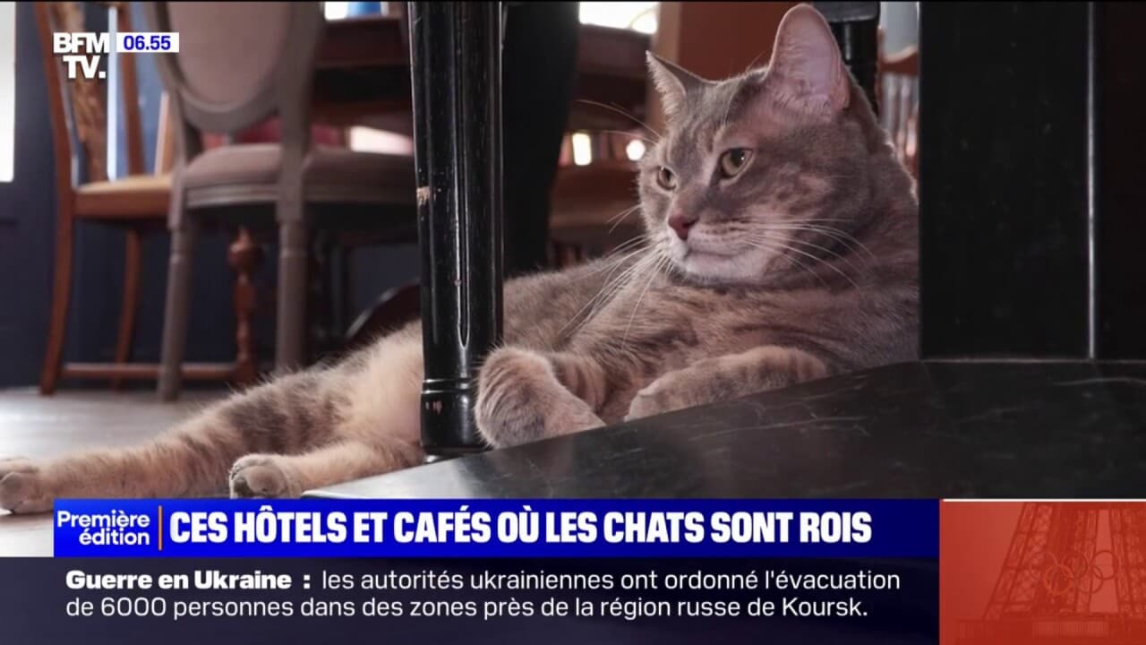 Journée internationale du chat: ces hôtels ou cafés où nos matous sont rois