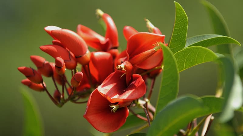 Jugés racistes, des noms de plantes vont être modifiés