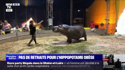 Jumbo, un hippopotame lourd de trois tonnes, du cirque Zavatta-Muller (Var) a repris du service après plusieurs polémiques