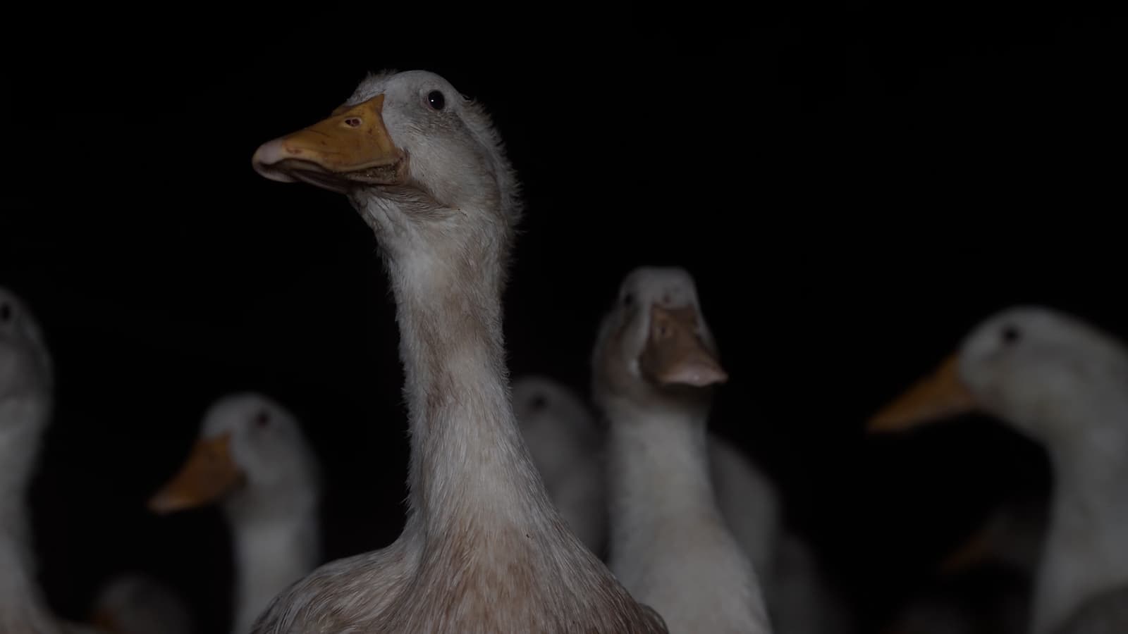 L214 publie une enquête sur un élevage de canards en Mayenne, une plainte déposée