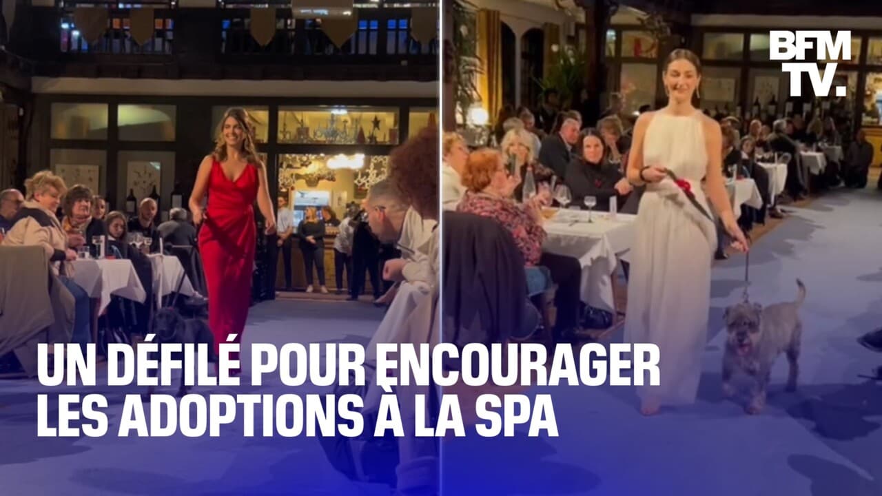 La SPA de Mulhouse organise un défilé avec des chiens pour encourager l'adoption