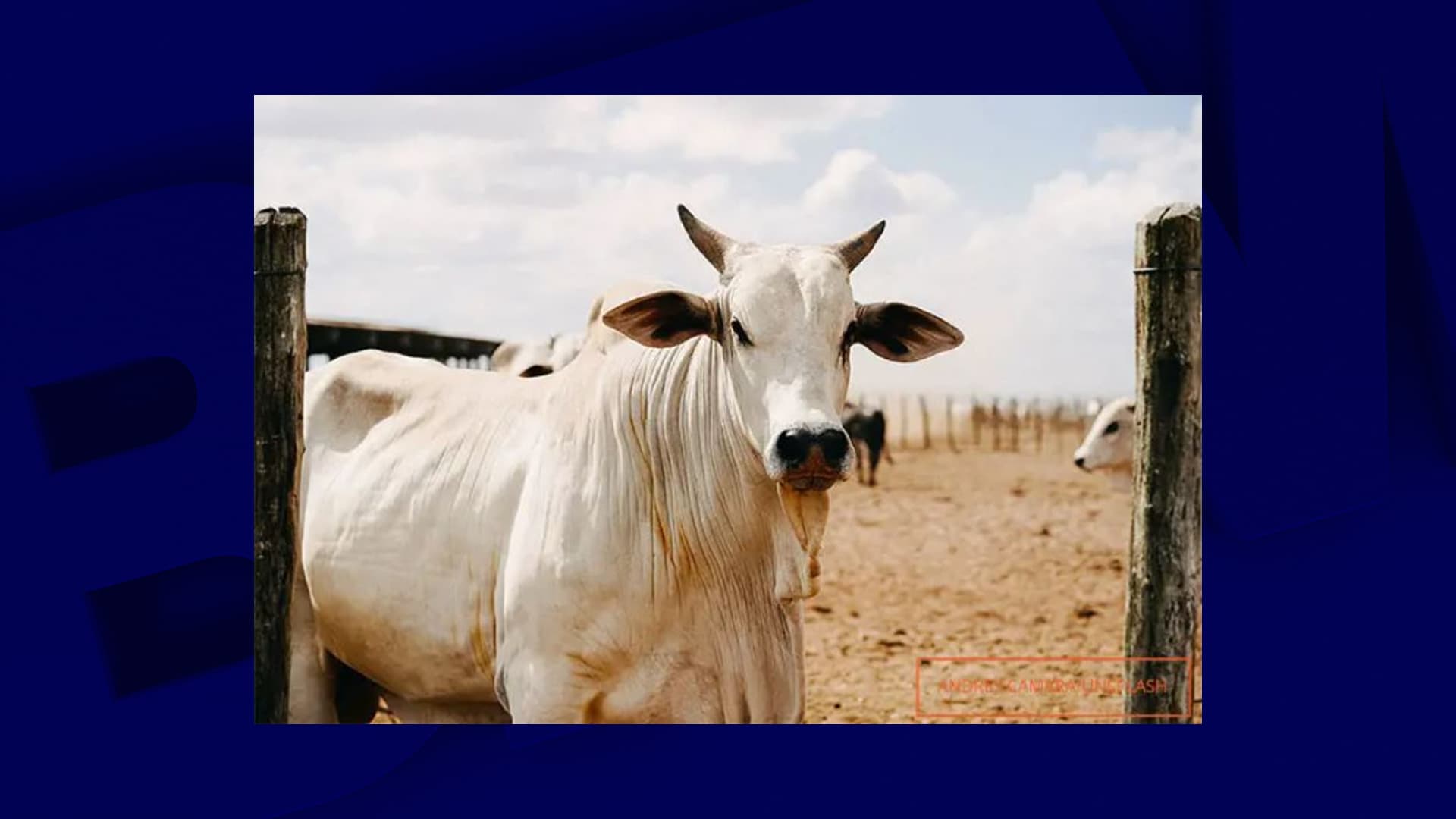 La vache la plus chère du monde vendue pour 4 millions de dollars