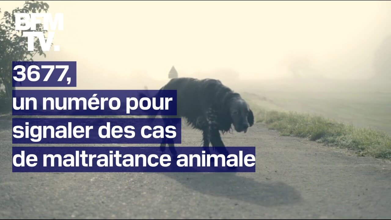 Le 3677, le nouveau numéro d'appel national pour signaler des cas de maltraitance animale