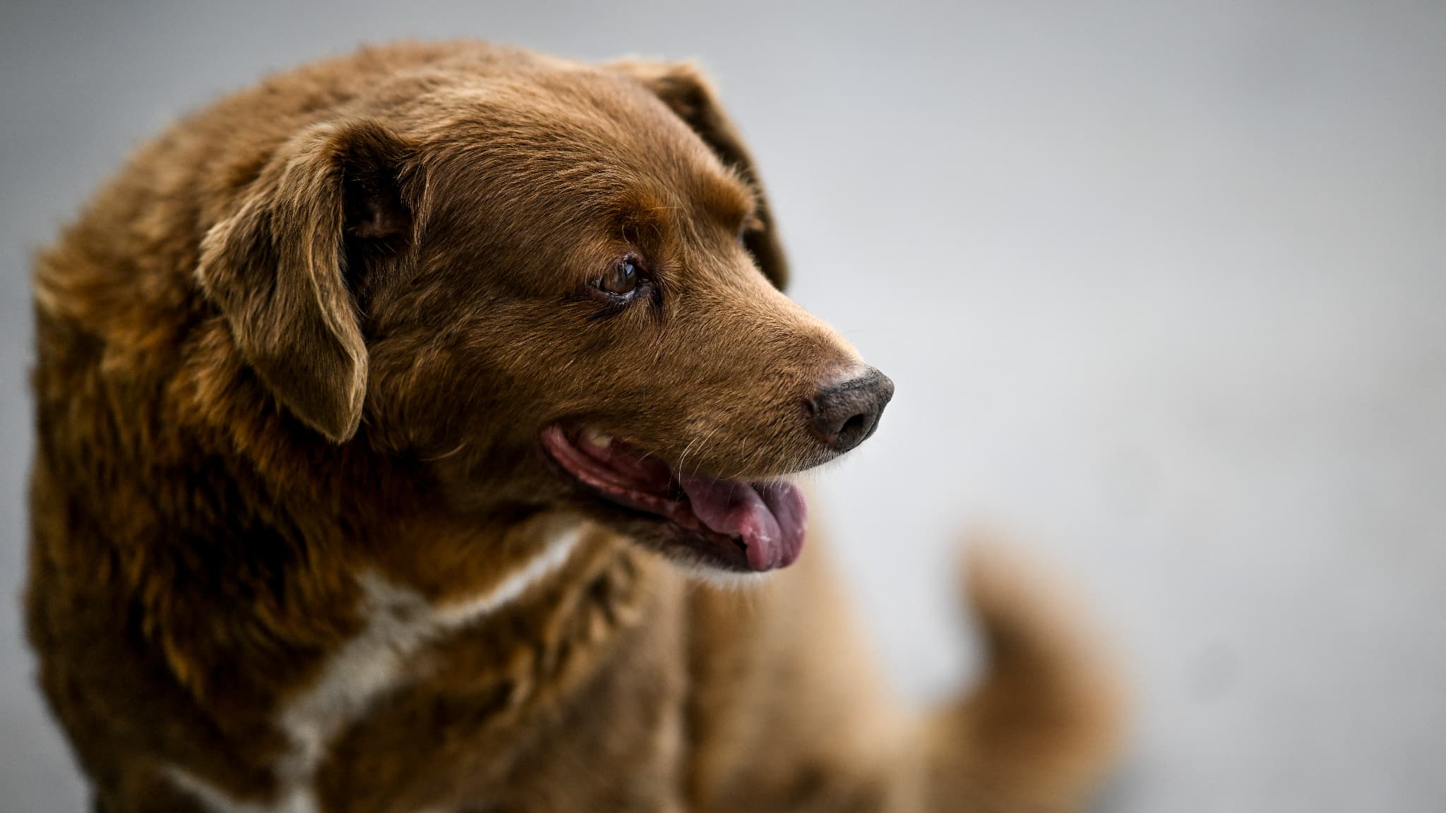 Le Guinness World Records retire à "Bobi" son titre de chien le plus vieux du monde