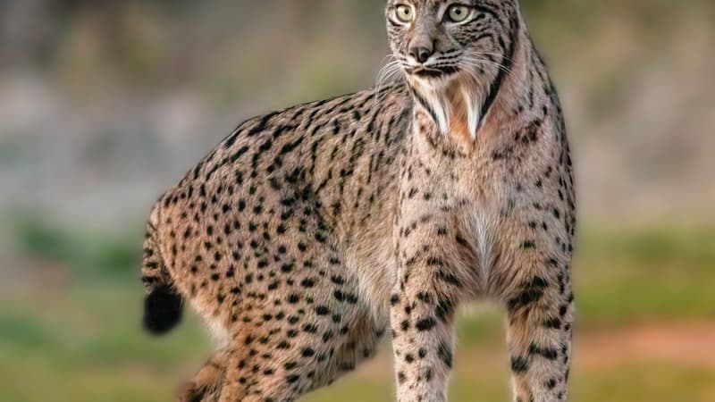 Le lynx ibérique n'est plus en voie de disparition en Espagne et au Portugal